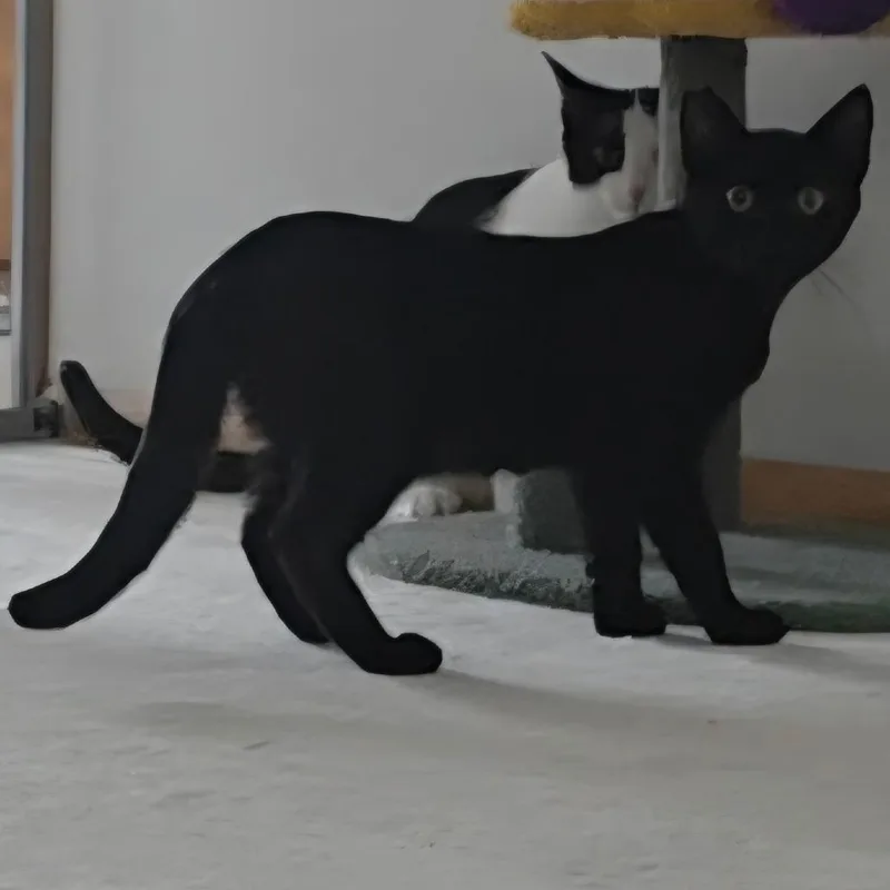 A baby small-sized male Black Domestic Short Hair cat named Mac for adoption in Volcano, HI