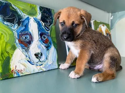A baby small-sized male Shepherd dog named Ricky for adoption in San Antonio, TX