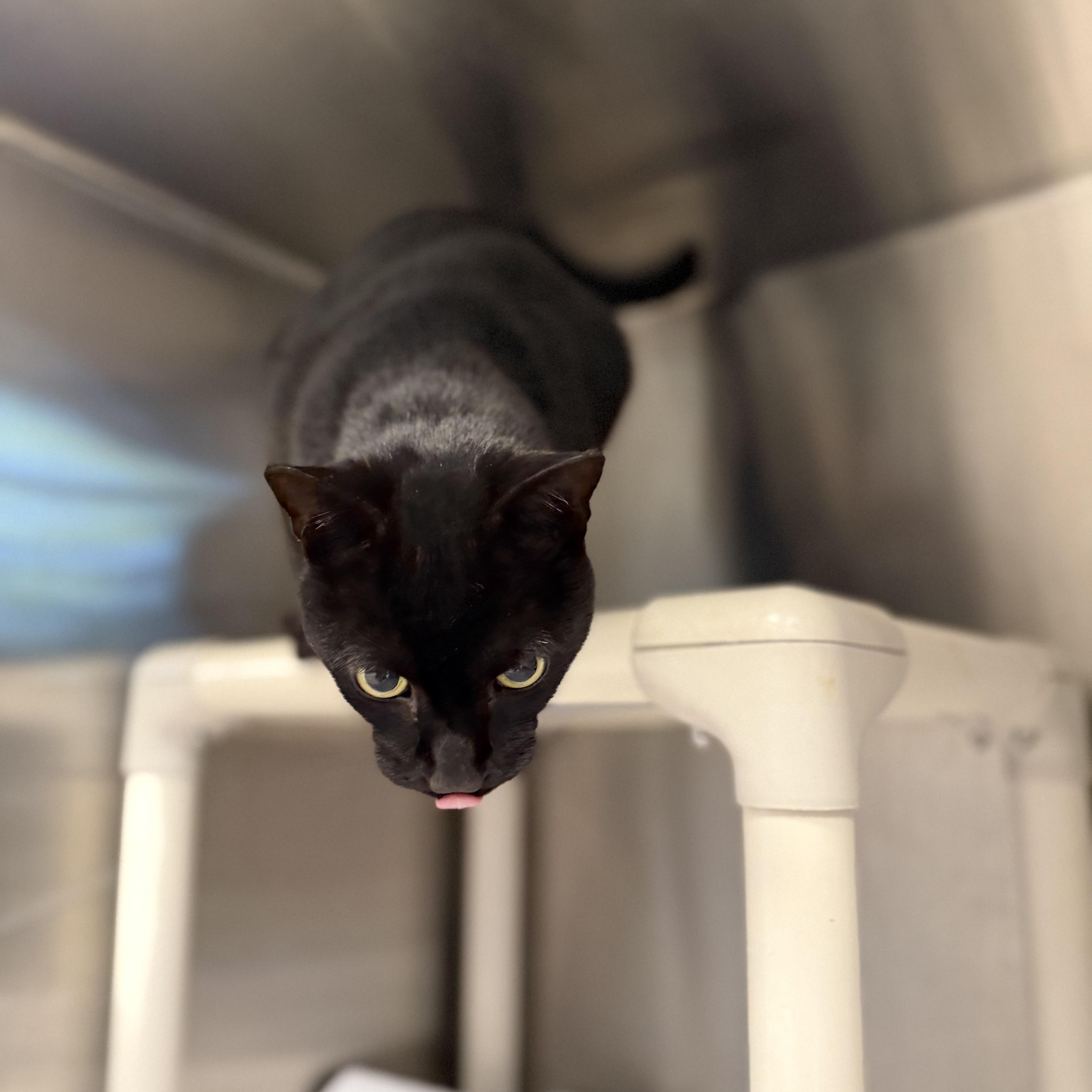 An adult large-sized male Domestic Short Hair cat named Salem for adoption in North Providence, RI