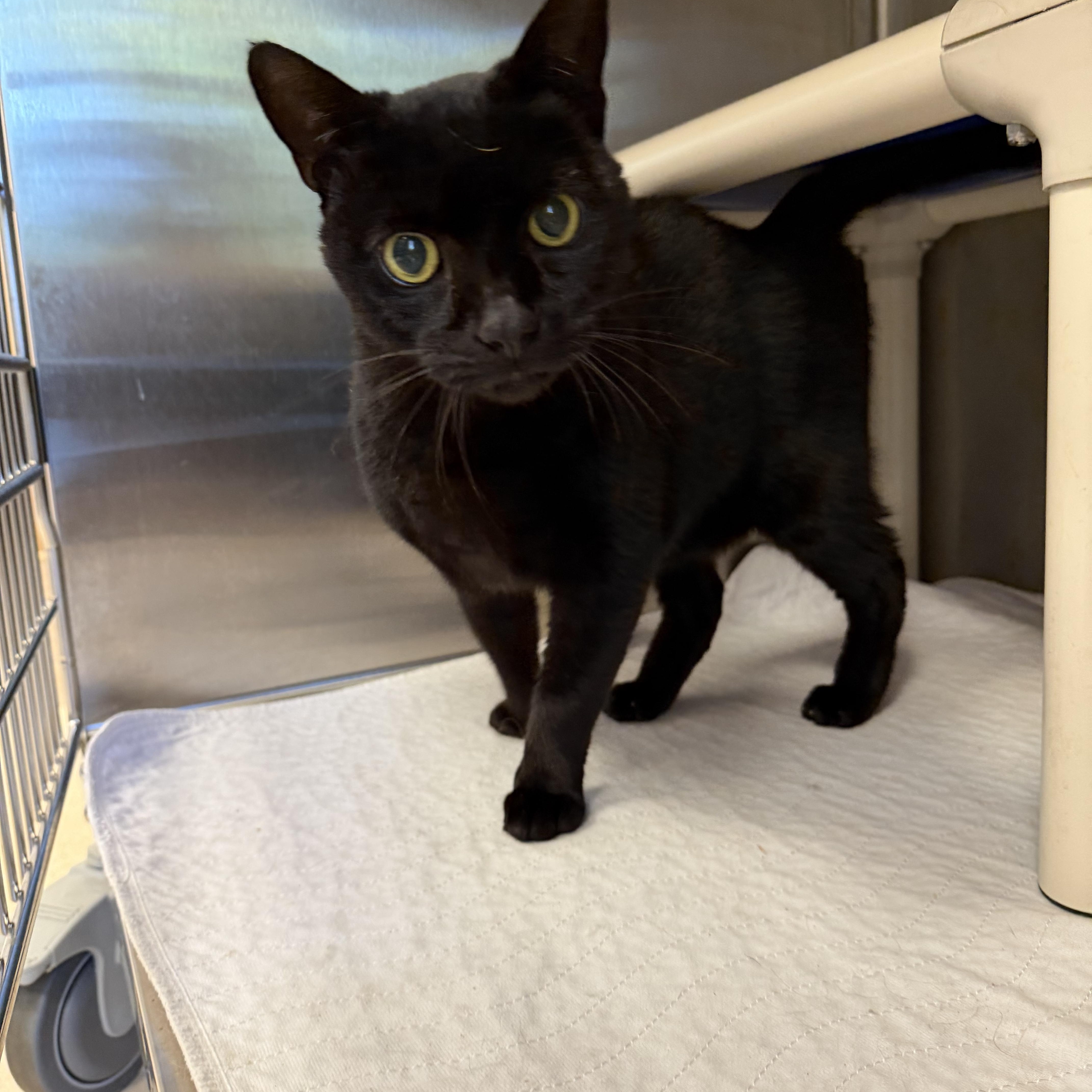 Salem thumbnail 2