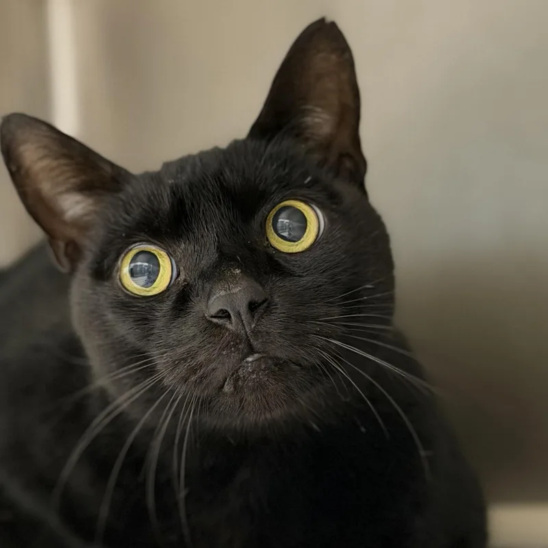 Salem thumbnail 3