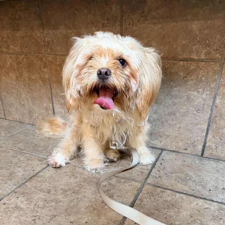 An adult small-sized male Yellow / Tan / Blond / Fawn Shih Tzu dog named Papa Bear for adoption in Perkiomenville, PA