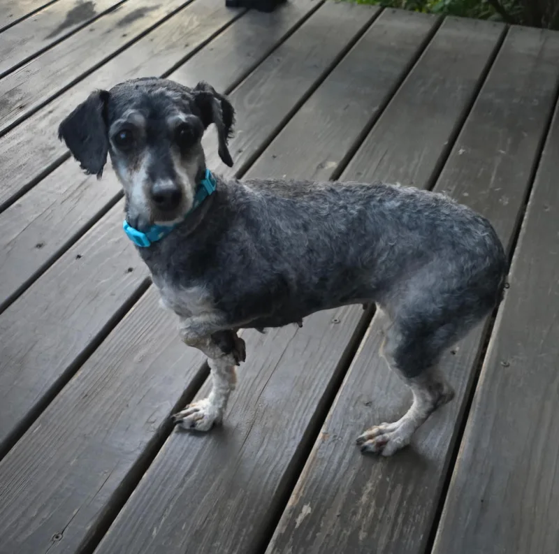 An adult small-sized female Morkie dog named Mitzy for adoption in Lexington, KY