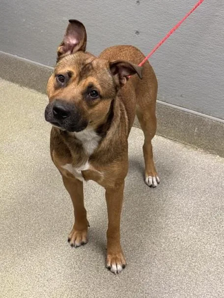 A young large-sized male Pit Bull Terrier dog named Charlie for adoption in Las Vegas, NV