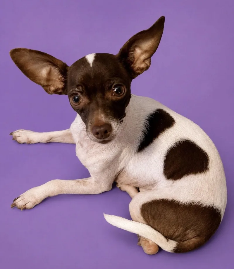 A senior small-sized female Chihuahua dog named Sweet Pea Lonestar for adoption in Rockaway, NJ
