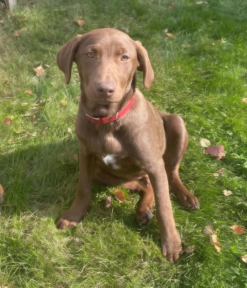 A baby medium-sized male Labrador Retriever dog named Presley for adoption in Crown Point, IN