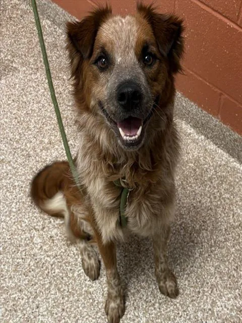 A young medium-sized female Australian Cattle Dog / Blue Heeler dog named Bailey for adoption in Pueblo, CO