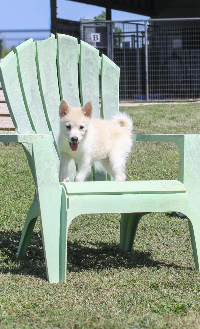 A young small-sized female Yellow / Tan / Blond / Fawn Pomsky dog named Dustie Rose for adoption in Neosho, MO