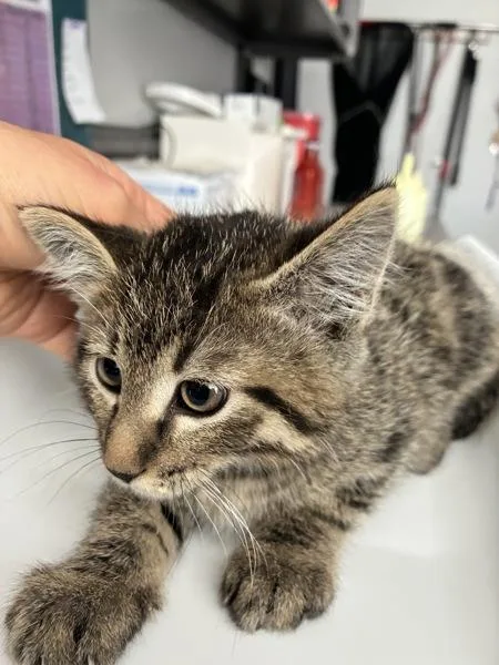 A baby small-sized male Domestic Short Hair cat named Tansuki for adoption in Salt Lake City, UT