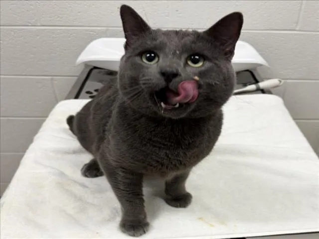 An adult medium-sized male Domestic Short Hair cat named Lee for adoption in Derwood, MD