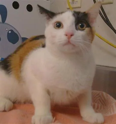 A young small-sized female Domestic Short Hair cat named Darby Rose for adoption in Sacramento, CA