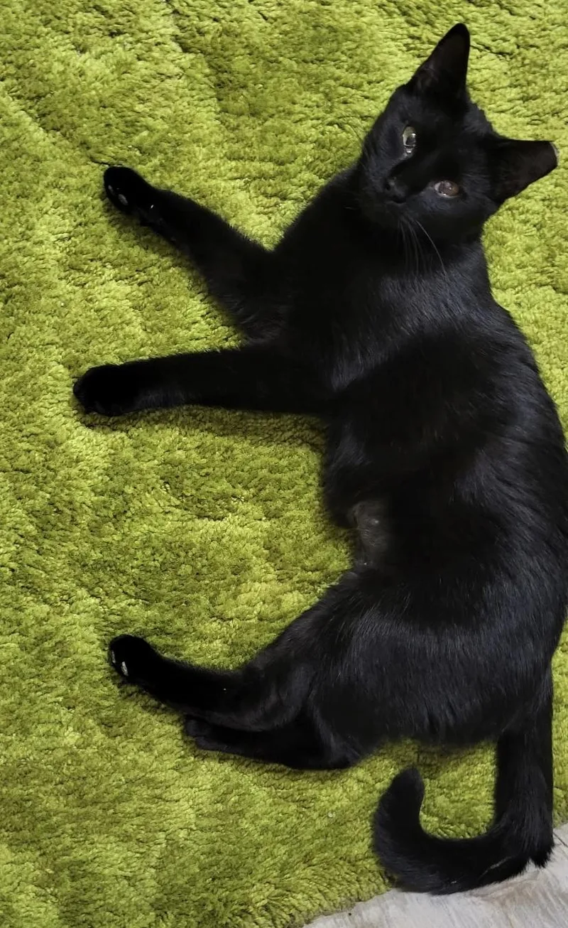 A young medium-sized female Black Domestic Short Hair cat named Melody for adoption in Maple Shade, NJ