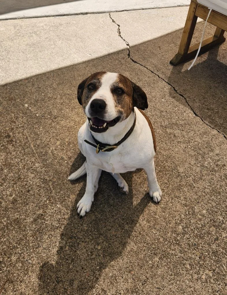 An adult large-sized female Boxer dog named Willow for adoption in Salt Lake City, UT