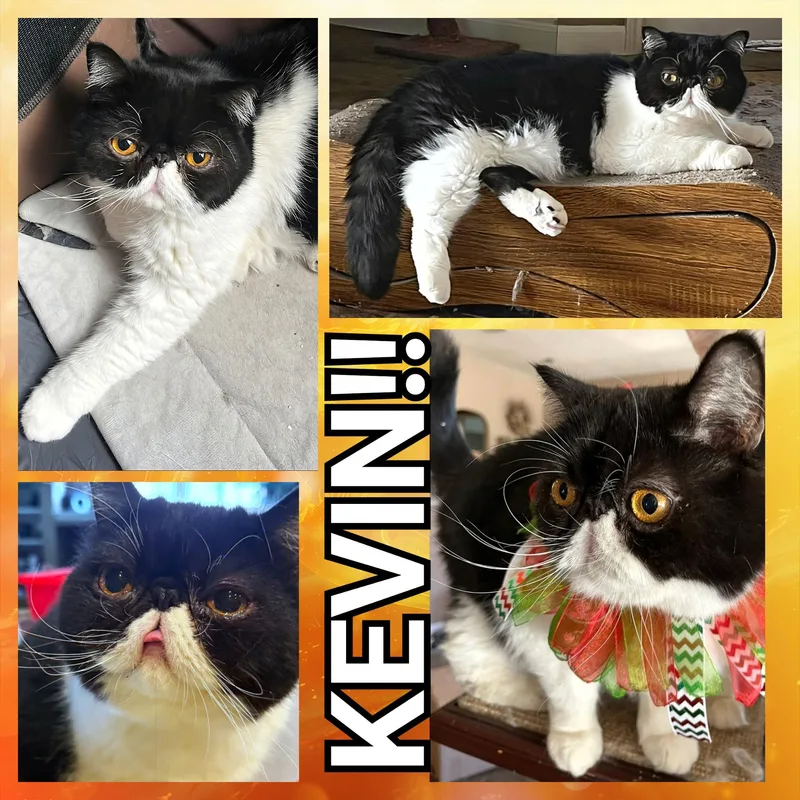 Kevin thumbnail 4