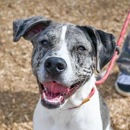 A young large-sized female Mixed Breed dog named Yolaine for adoption in Chamblee, GA