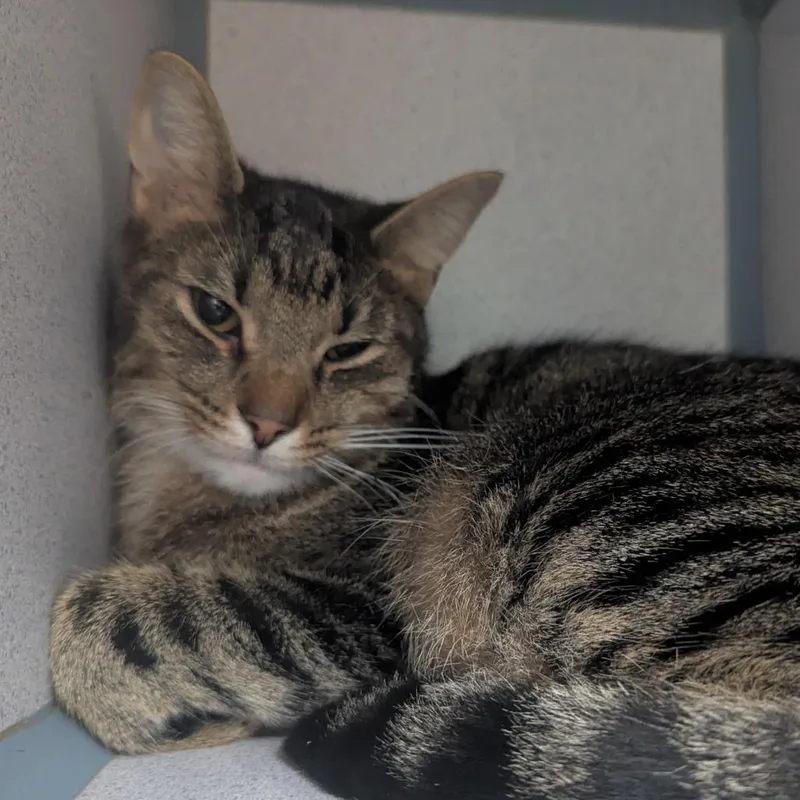 An adult large-sized male Brown / Chocolate Domestic Short Hair cat named Pickles for adoption in Evansville, IN