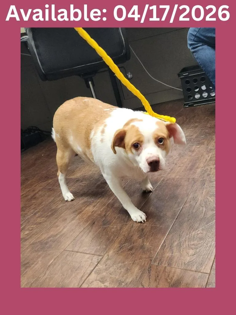 A young small-sized female Jack Russell Terrier dog named Dog Kennel  Sandy for adoption in Greenville, TX