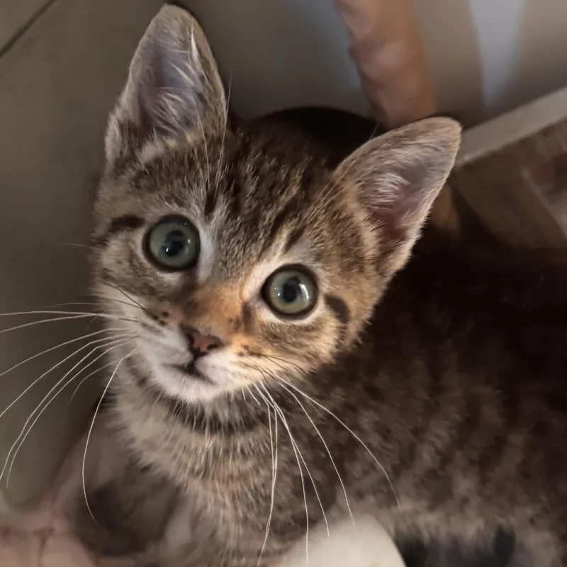 A baby medium-sized female Tabby (Gray / Blue / Silver) Domestic Short Hair cat named Daisy for adoption in Vacaville, CA