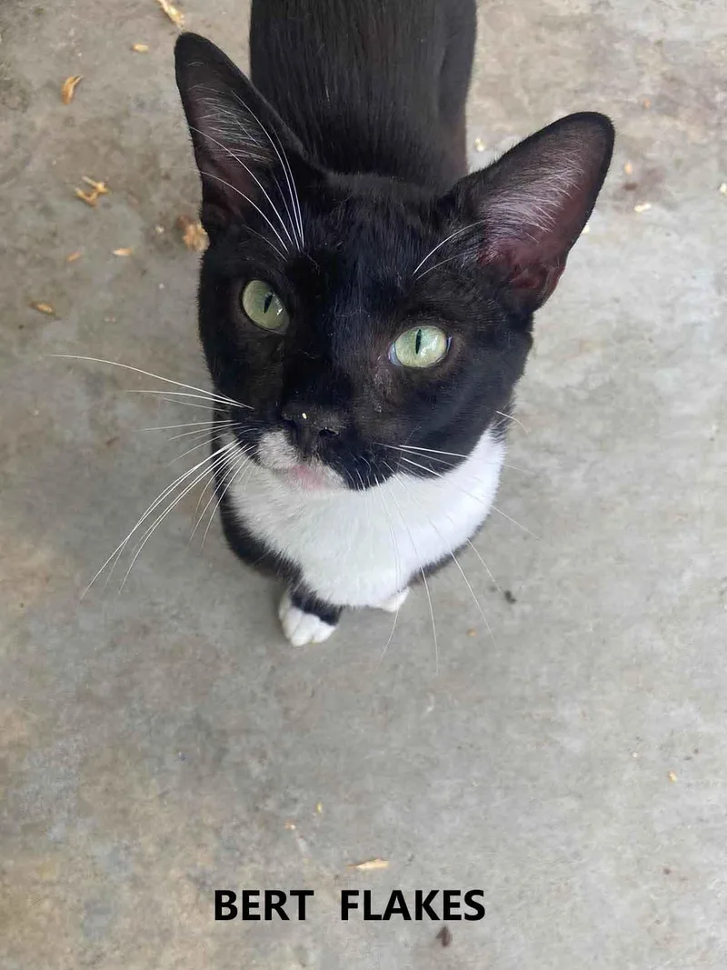 An adult medium-sized male Black & White / Tuxedo Domestic Short Hair cat named Bert Flakes for adoption in Washington, GA