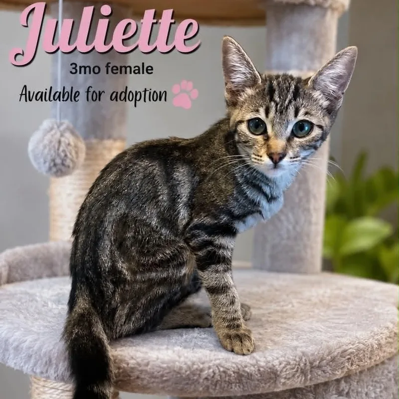 A baby small-sized female Tabby (Brown / Chocolate) Tabby cat named Juliette for adoption in Antioch, CA
