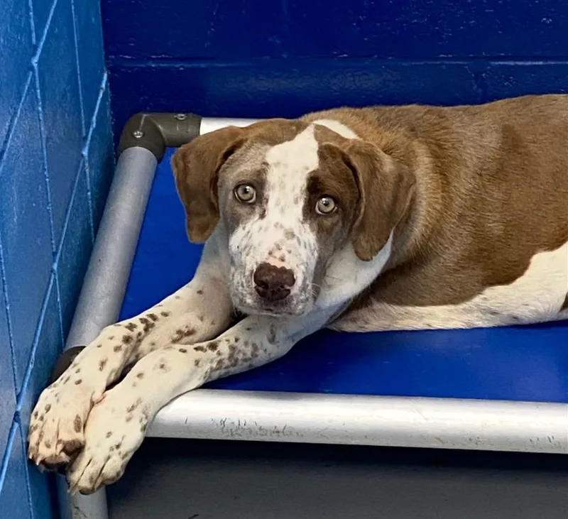 A young medium-sized male Chesapeake Bay Retriever dog named Chance for adoption in Hartsville, SC