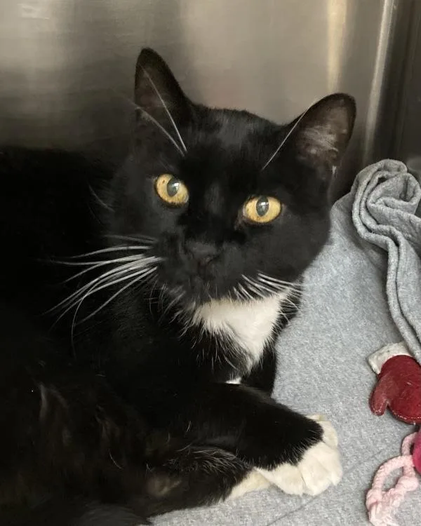 A senior small-sized male Domestic Short Hair cat named Hunter for adoption in Novato, CA