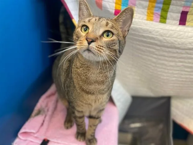 A young medium-sized male Domestic Short Hair cat named Cassanova for adoption in Fort Wayne, IN