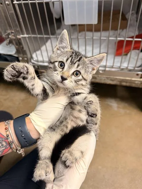 A baby small-sized female Domestic Short Hair cat named Miwa for adoption in Fort Walton Beach, FL