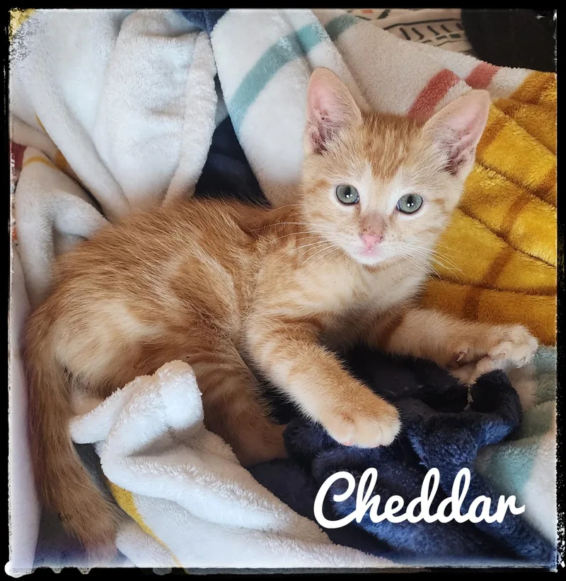 Cheddar