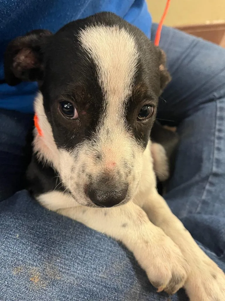 A baby medium-sized male Labrador Retriever dog named Dog Kennel for adoption in Greenville, TX