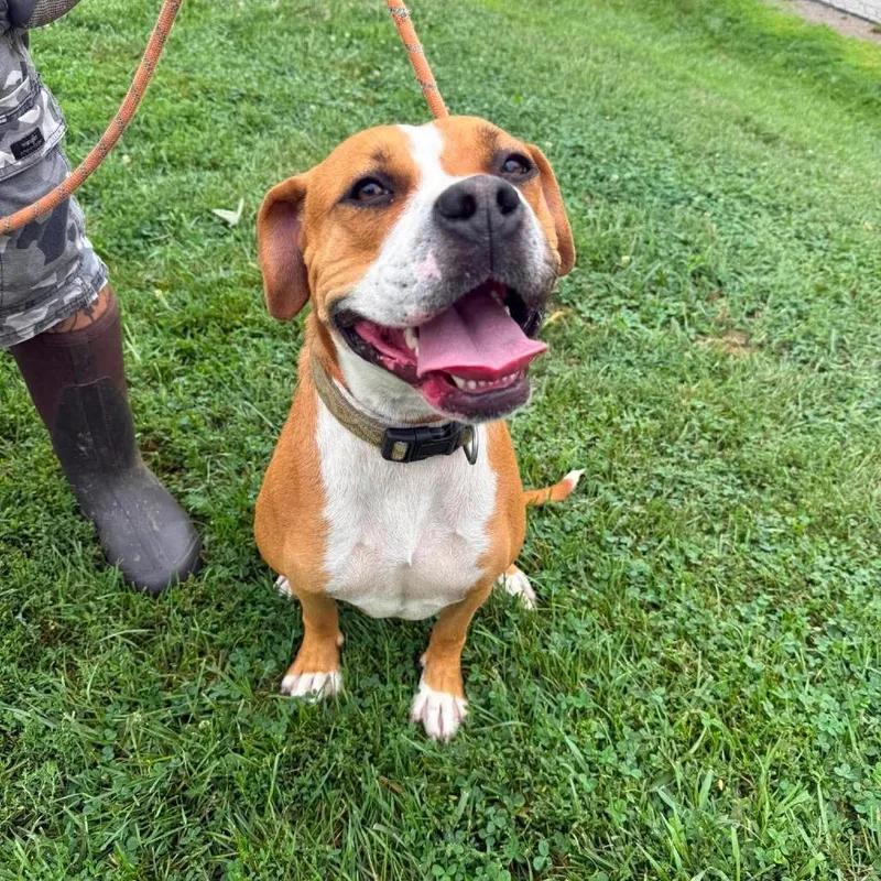 An adult large-sized female Yellow / Tan / Blond / Fawn Mixed Breed dog named Boppity for adoption in Huntington, WV