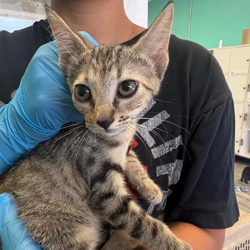 A baby small-sized female Gray / Blue / Silver Domestic Short Hair cat named Rylee for adoption in Lake Jackson, TX