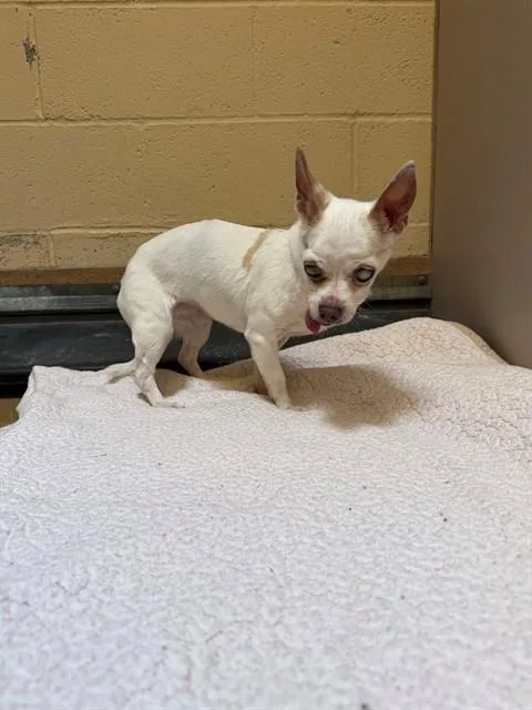 A senior small-sized female Chihuahua dog named Chicka for adoption in Martinez, CA