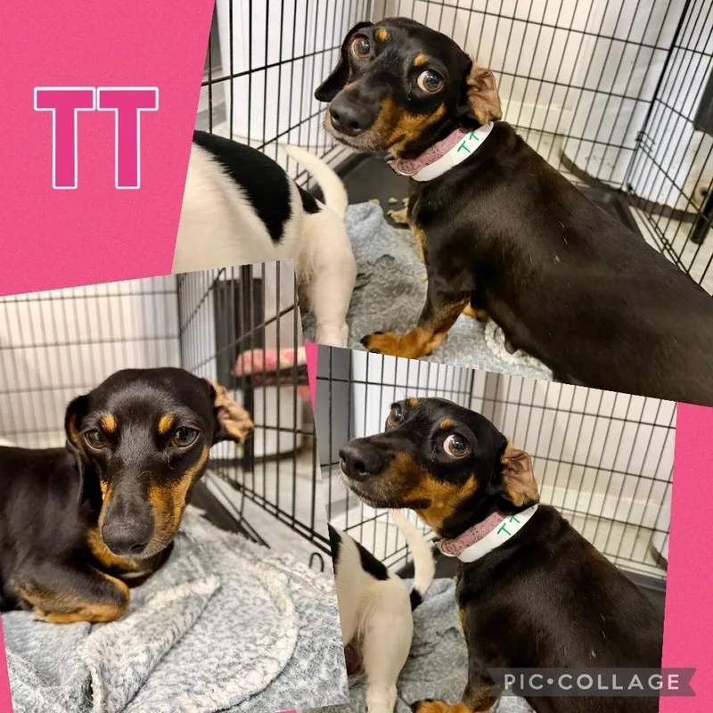 An adult small-sized female Black Dachshund dog named Tt for adoption in Opelika, AL