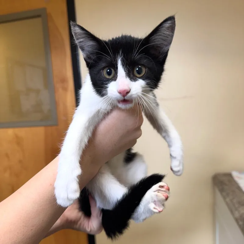 A baby small-sized female Black Domestic Short Hair cat named SuperStar for adoption in Corinth, MS