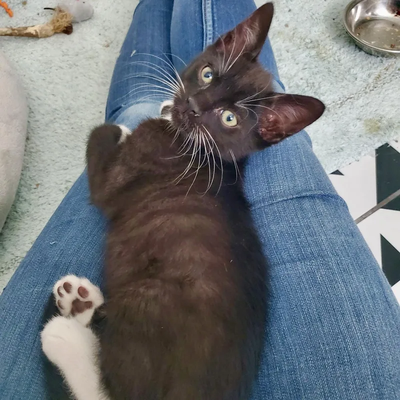 A baby small-sized male Black & White / Tuxedo Domestic Short Hair cat named Peter Sellers for adoption in Richmond, VA
