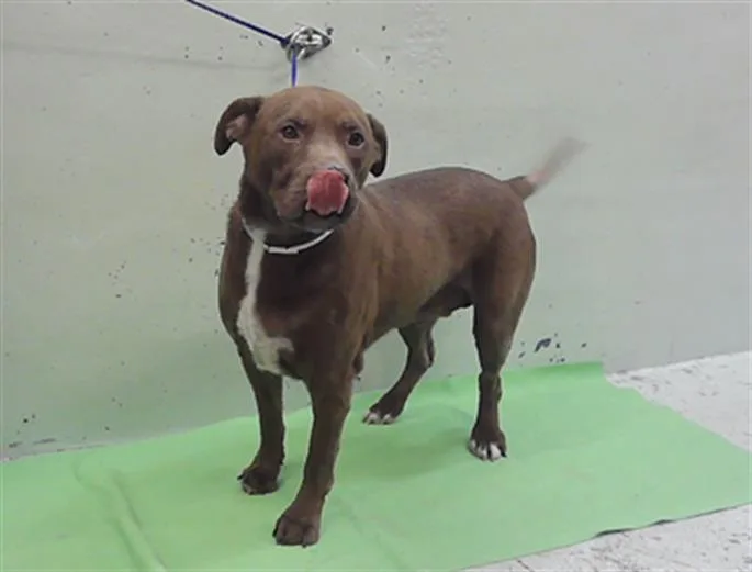 An adult large-sized male Labrador Retriever dog named Hermes for adoption in Houston, TX