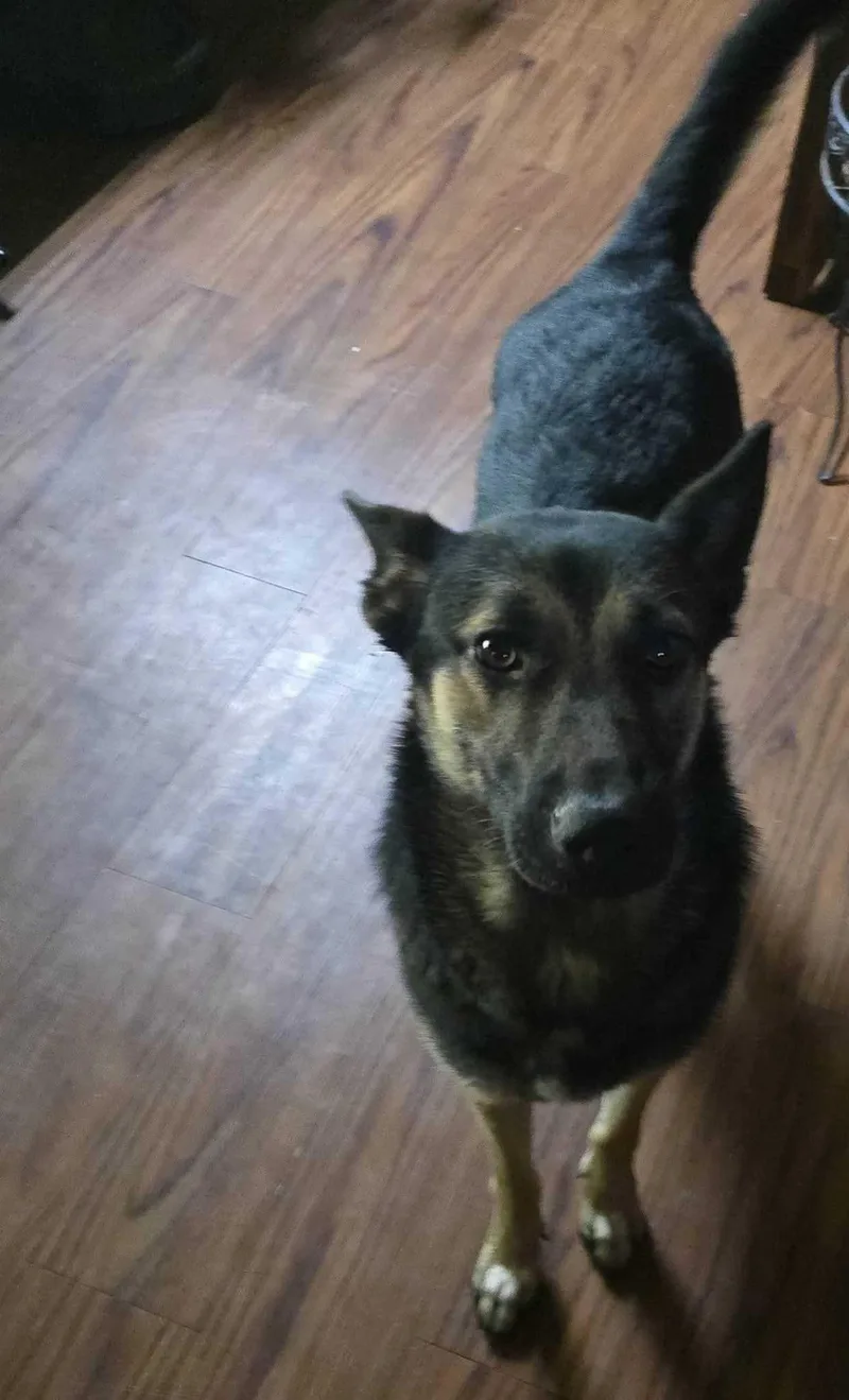 An adult large-sized female Tricolor (Brown, Black, & White) German Shepherd Dog dog named Nikki for adoption in Bar Nunn, WY