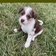 A baby medium-sized male Brown / Chocolate Catahoula Leopard Dog dog named Turnip for adoption in Fairfax Station, VA