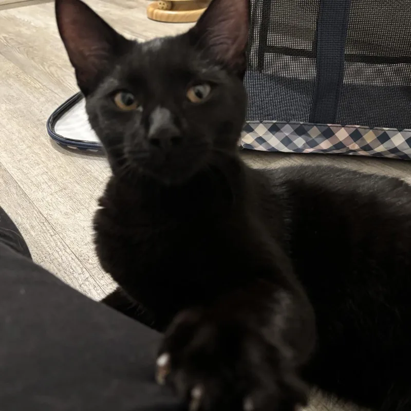 A young medium-sized male Black Domestic Short Hair cat named Fable for adoption in Freeport, FL