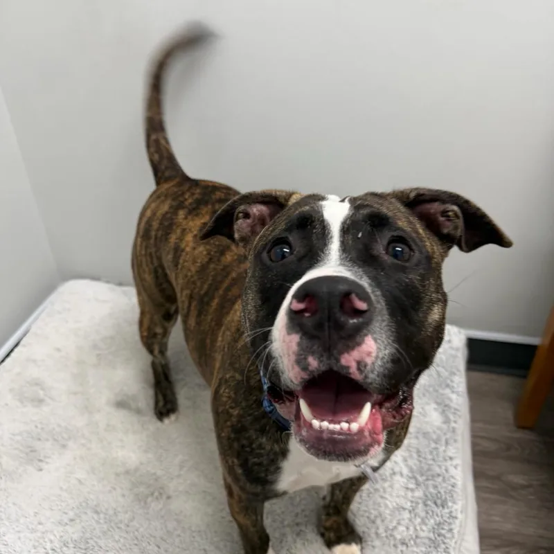 A young medium-sized female Brindle Boxer dog named Marley for adoption in Fairfax Station, VA