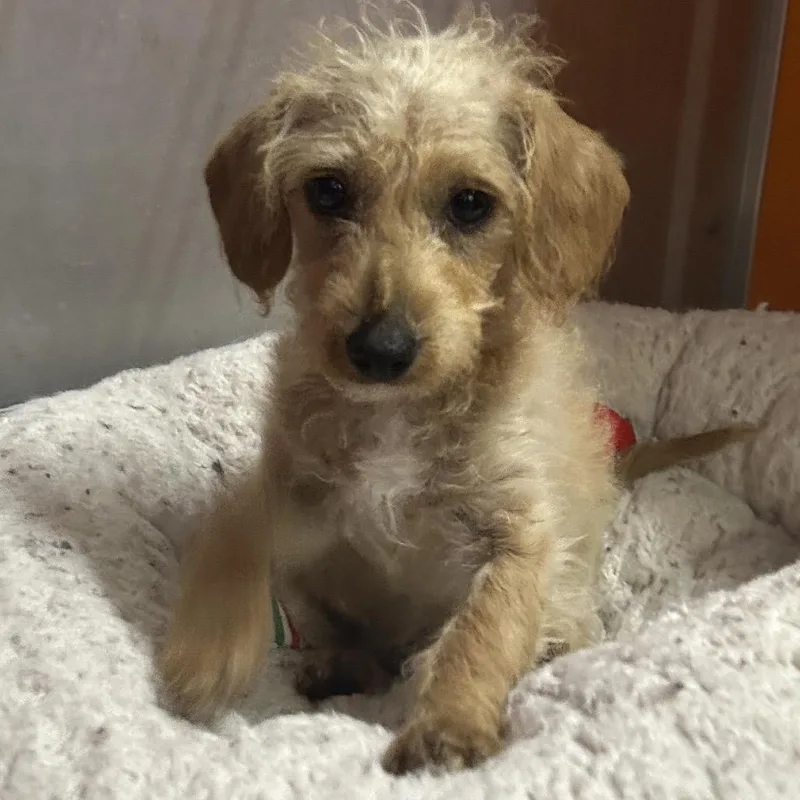 A baby small-sized female Yellow / Tan / Blond / Fawn Terrier dog named Kira for adoption in Point Richmond, CA