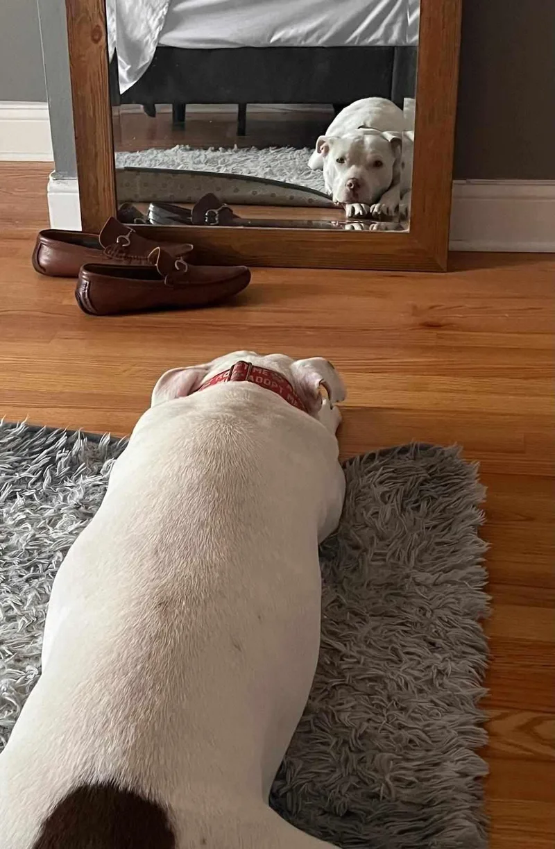 An adult medium-sized female White / Cream Pit Bull Terrier dog named Gretchen for adoption in Niles, IL