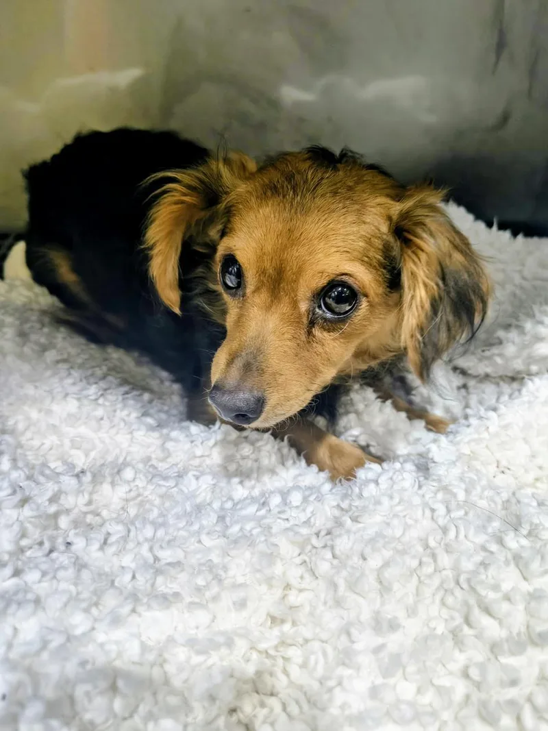 An adult medium-sized female Dachshund dog named Marly for adoption in Dallas, TX