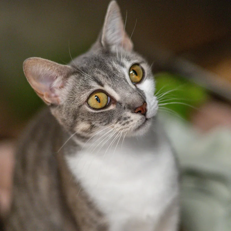 An adult medium-sized female Gray & White Domestic Short Hair cat named Luna for adoption in Hilton Head Island, SC