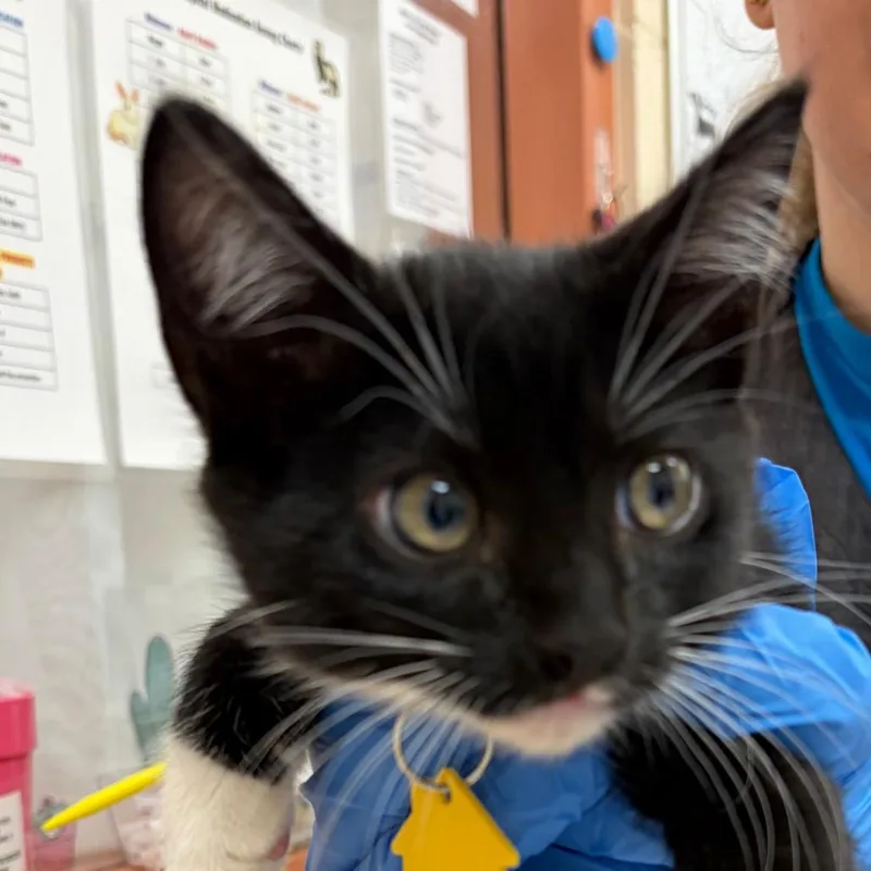 A baby small-sized female Domestic Short Hair cat named Walnut for adoption in Springfield, MA