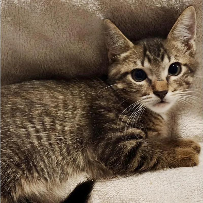 A baby small-sized male Brown / Chocolate Domestic Short Hair cat named Salt for adoption in Austin, TX