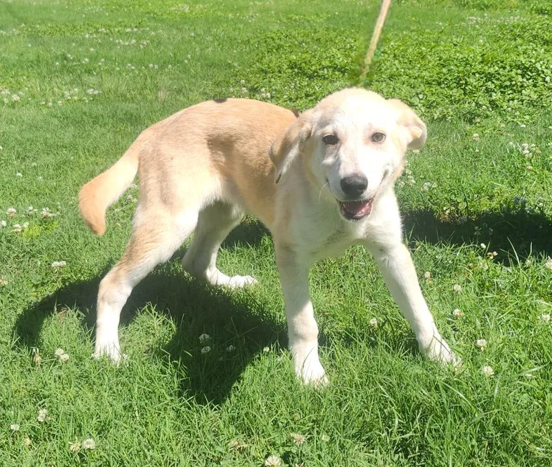 A baby large-sized male Shepherd dog named Cedric for adoption in Little Rock, AR
