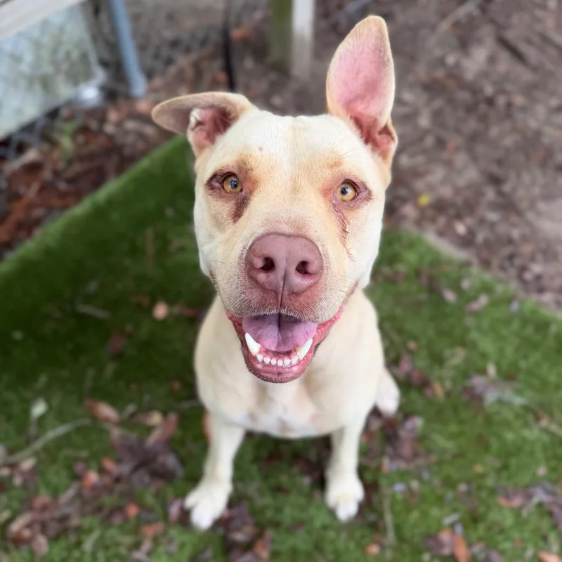 An adult large-sized male White / Cream Mixed Breed dog named Binky for adoption in Milton, FL