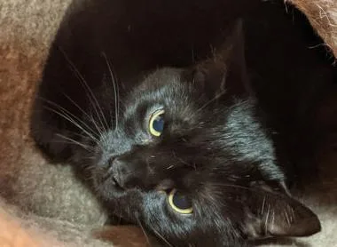 An adult large-sized male Black Domestic Short Hair cat named Adam for adoption in Cincinnati, OH